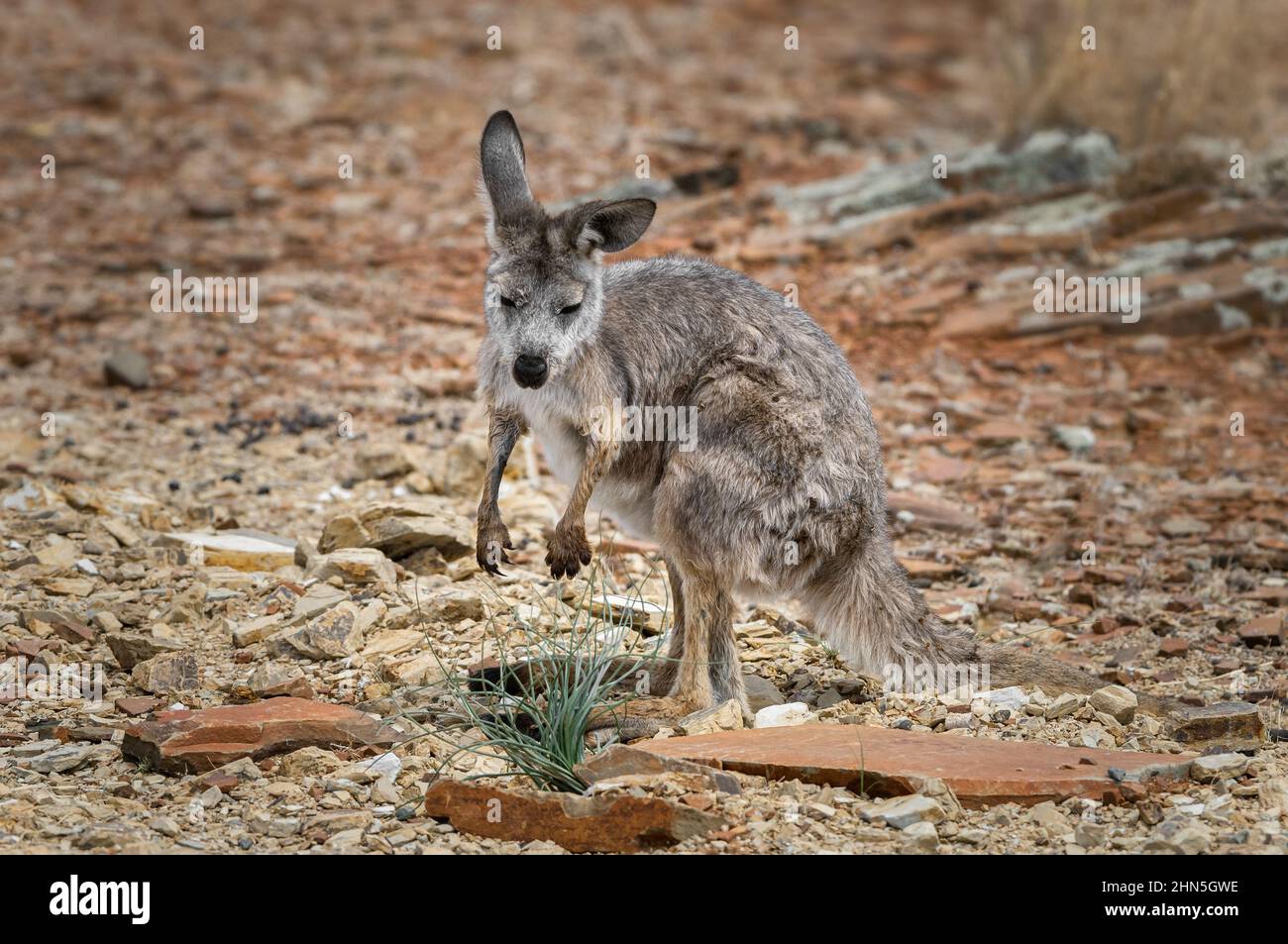 Euro Joey on a very hot summer day in the dry outback. Stock Photo