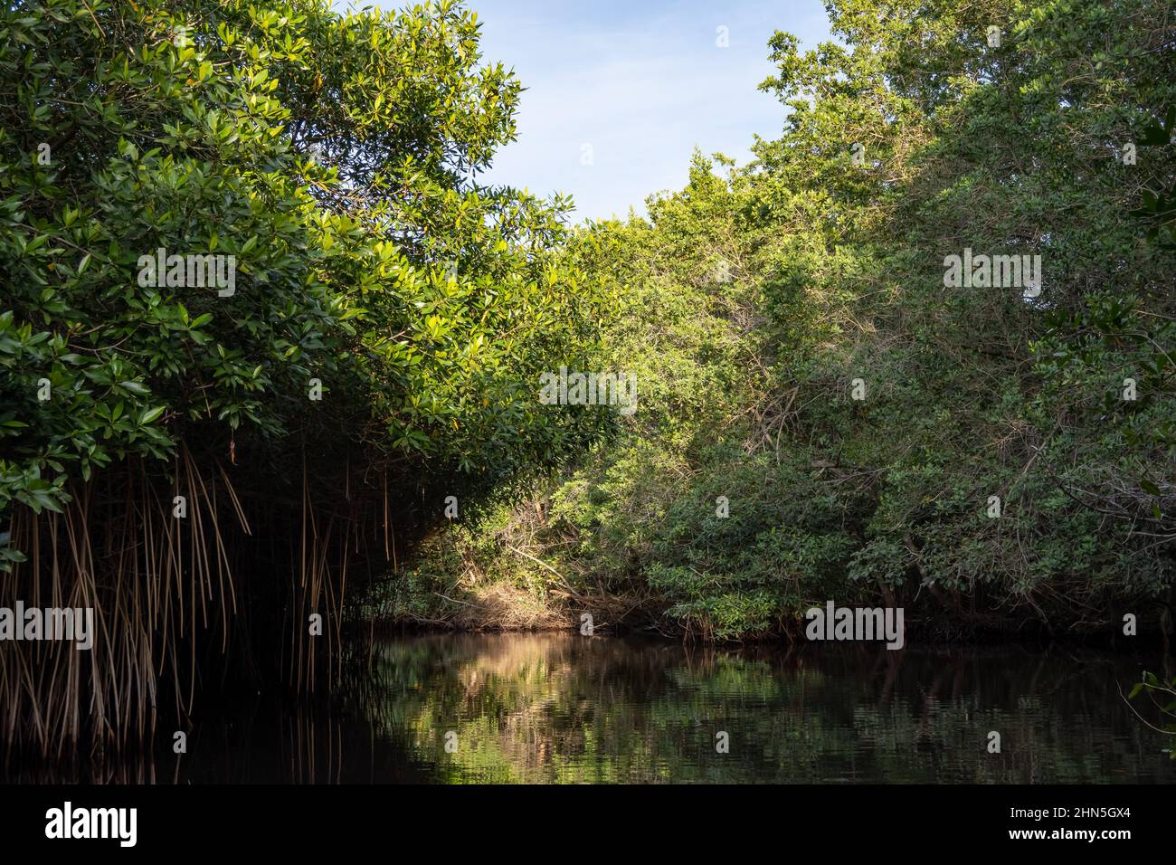 Vast mangrove forest along the river. San Blas, Nayarit, Mexico Stock ...