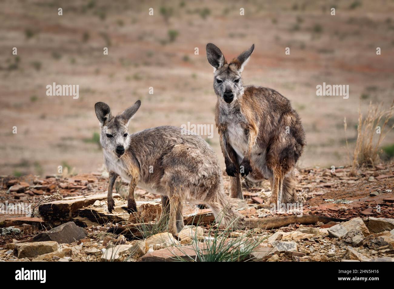 Euro mother and joey in the dry australian outback. Stock Photo