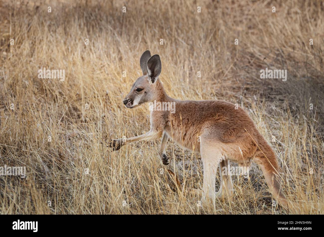 Young Red Kangaroo in dry outback grass. Stock Photo