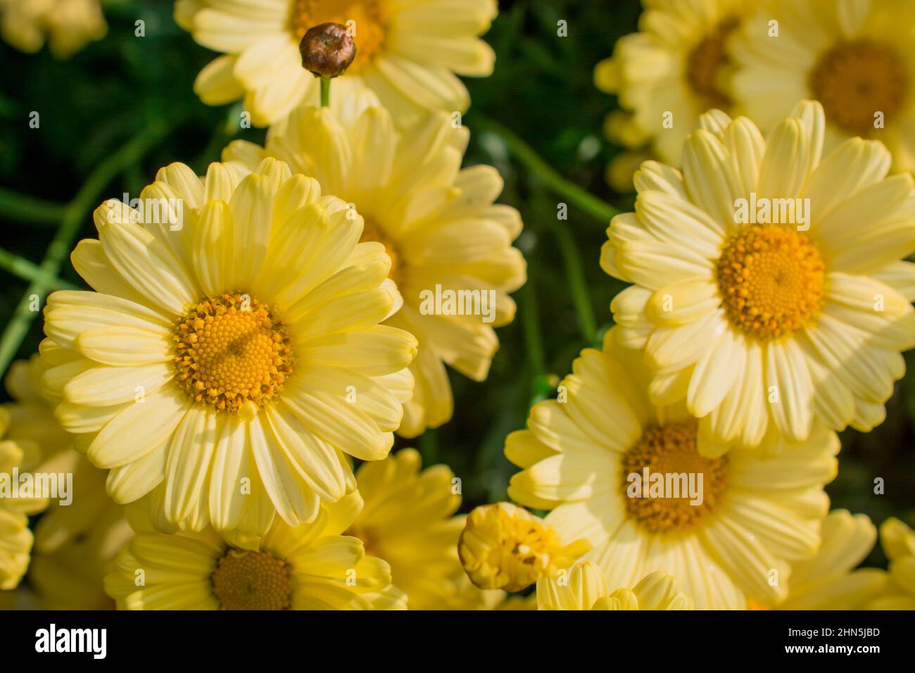beautiful spring flowers in park Stock Photo Alamy