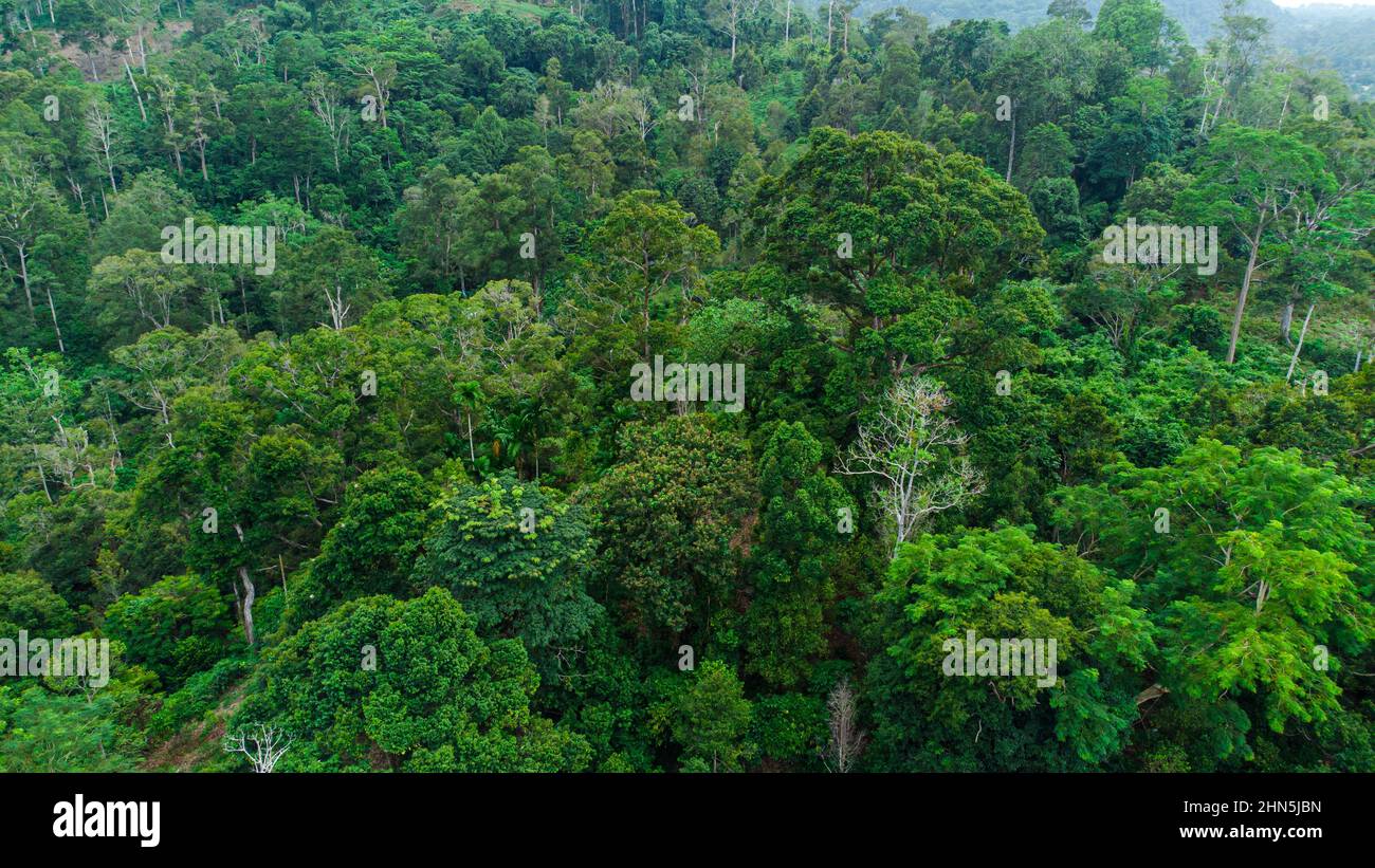 View of a tropical forest habitat, in Aceh Province, Indonesia Stock Photo