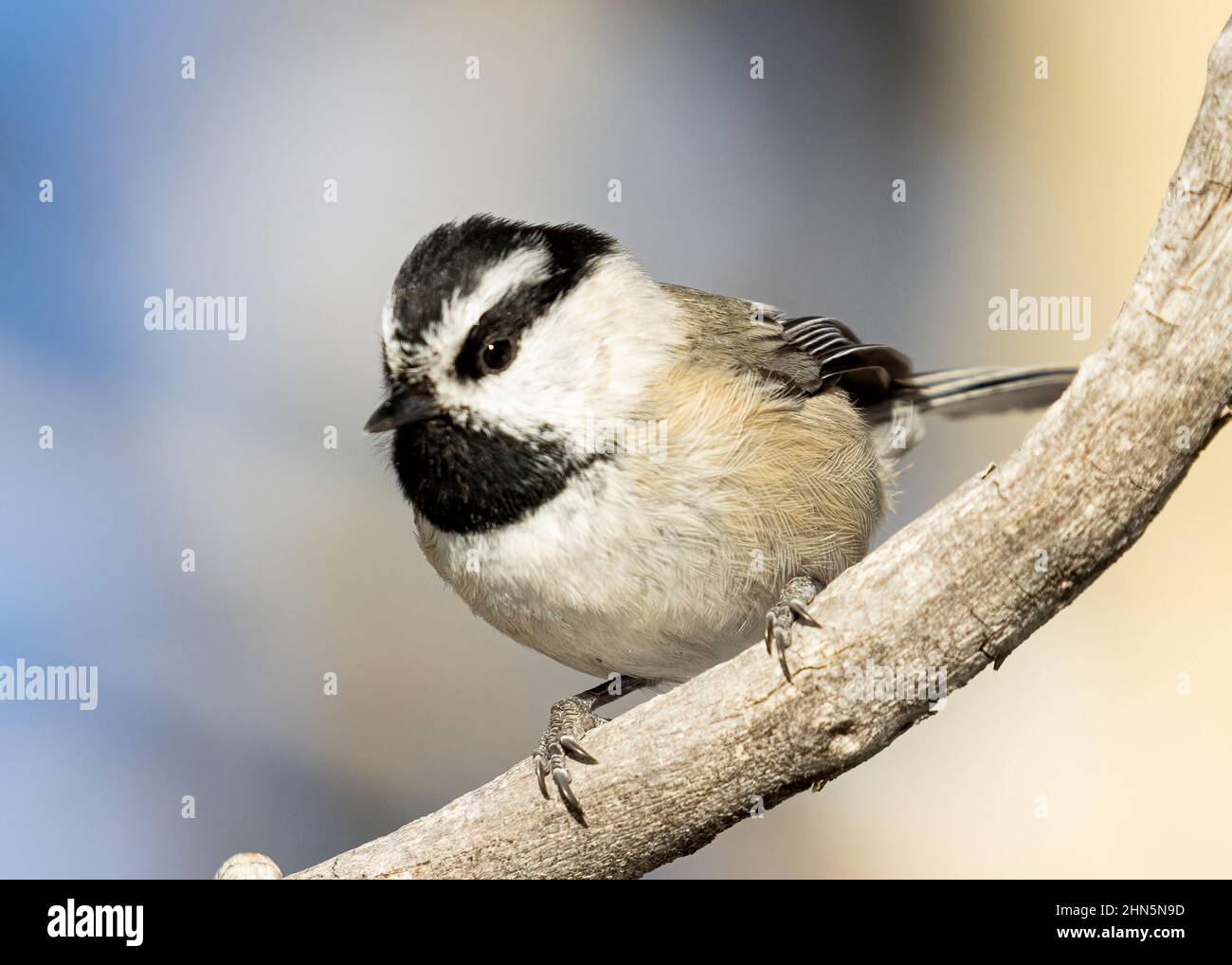Mountain Chickadee In Winter Aspen Trees Stock Photo Alamy