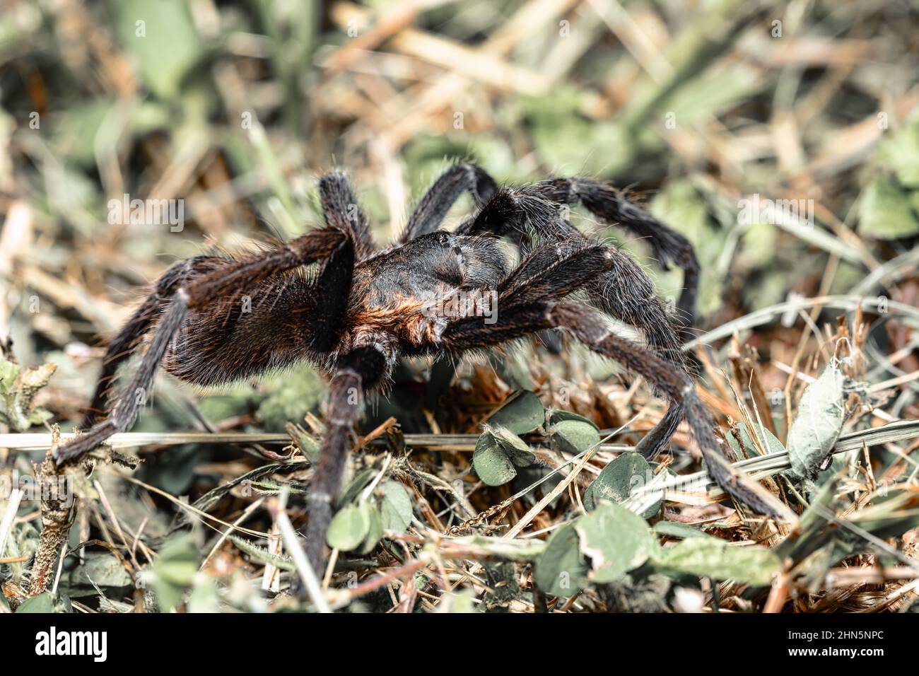 big scary tarantula spider walking and hunting on the ground at night. Tarantula (Sericopelma melanotarsum). Curubande de Liberia, Costa Rica wildlife Stock Photo