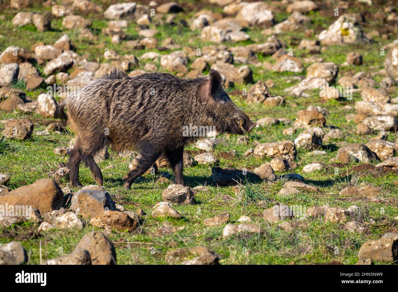 The wild boar (Sus scrofa), also known as the wild swine, common wild pig, Eurasian wild pig, or simply wild pig, is a suid native to much of Eurasia Stock Photo