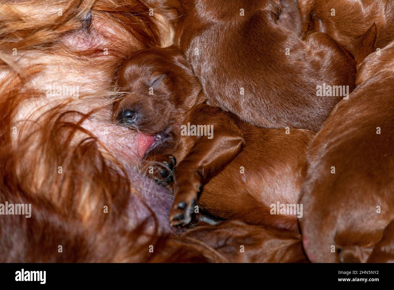 Five day old irish setter puppies feeding from mother in whelping box. Stock Photo