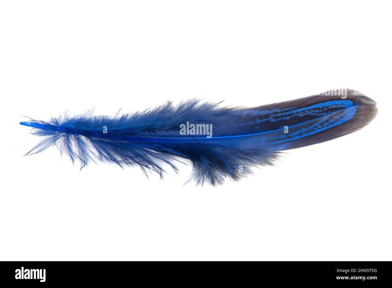 Decorative colorful pheasant bird feather isolated on the white