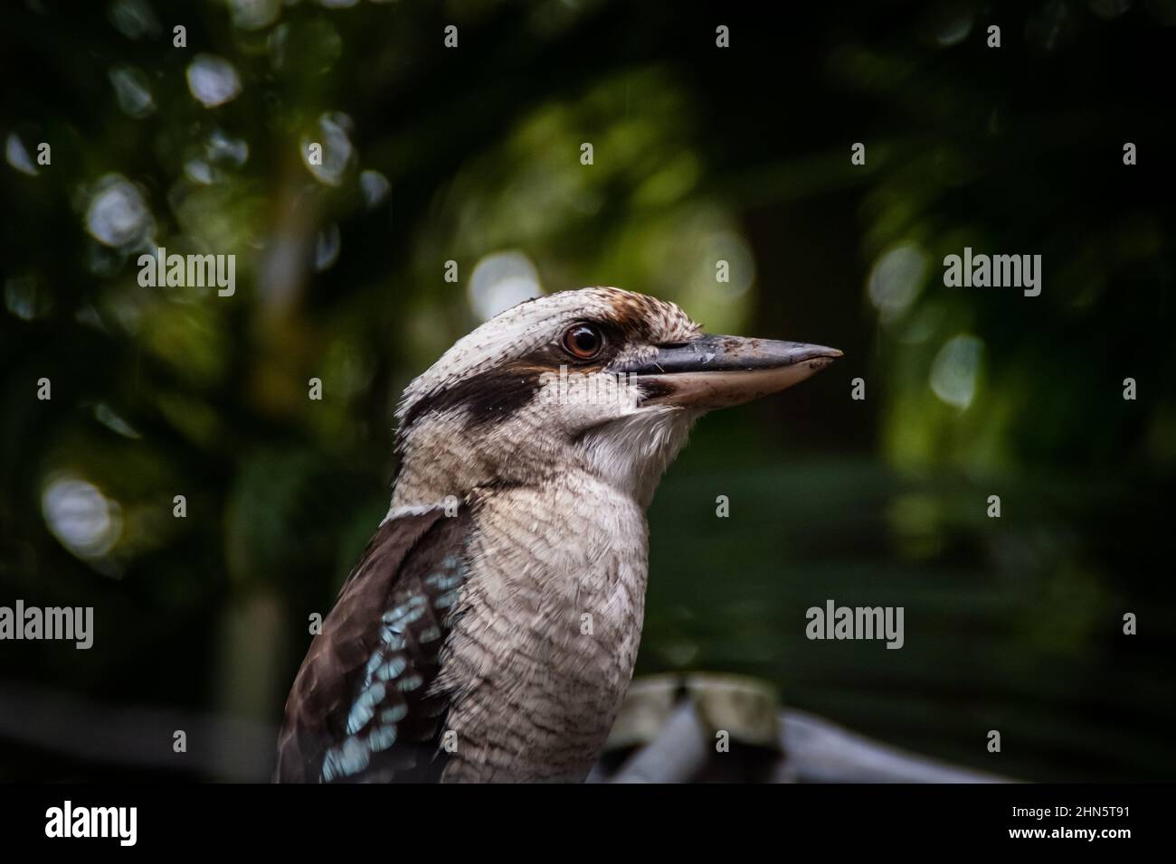 An Australian bird kookaburra standing and checking on surroundings and possibly preys for its hatchlings back at home Stock Photo
