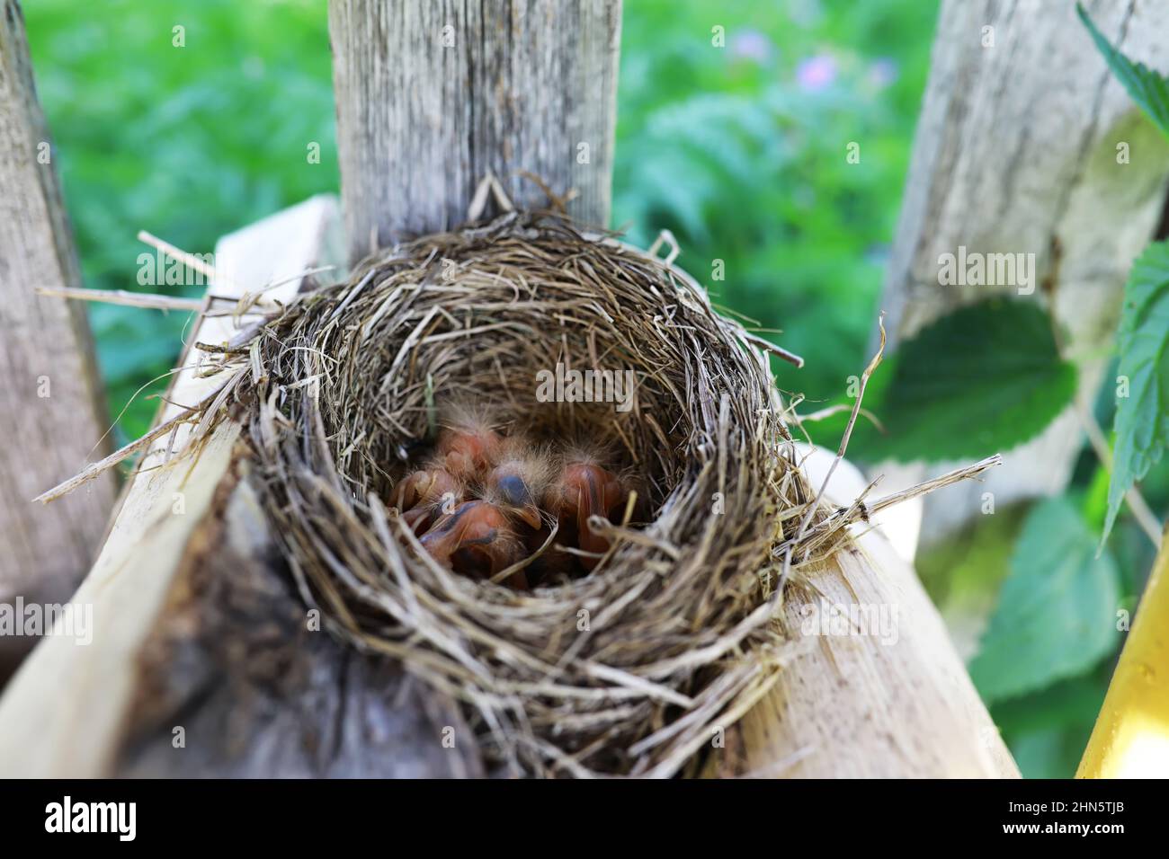 Feeds its newborn in nest hi-res stock photography and images - Alamy