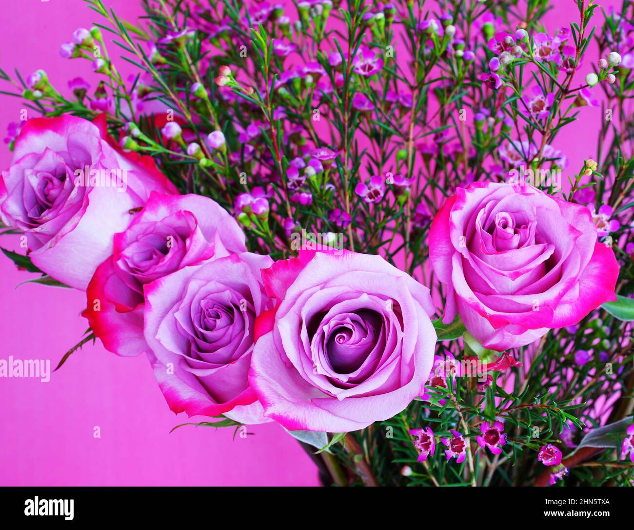 Pink Violet Roses Purple Flowers For Valentines Day Mystic Flowers Streamlines Valentine