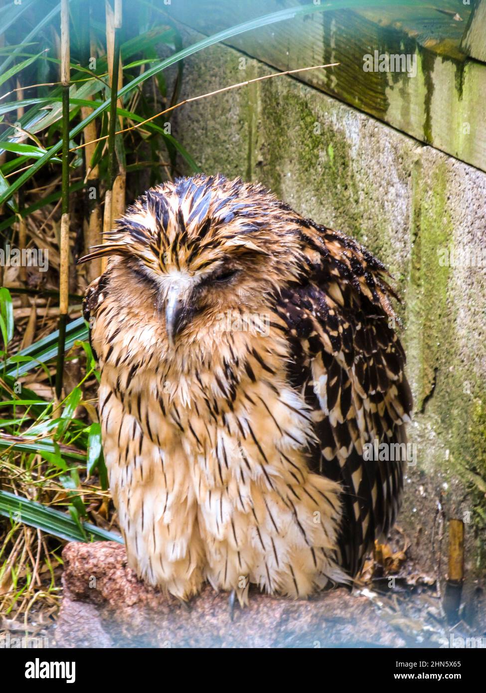 A very wet Buffy Fish Eagle, Ketupa zeylonensis, looking sorry for himself at an owl rehabilitation center in the Lake District, UK Stock Photo