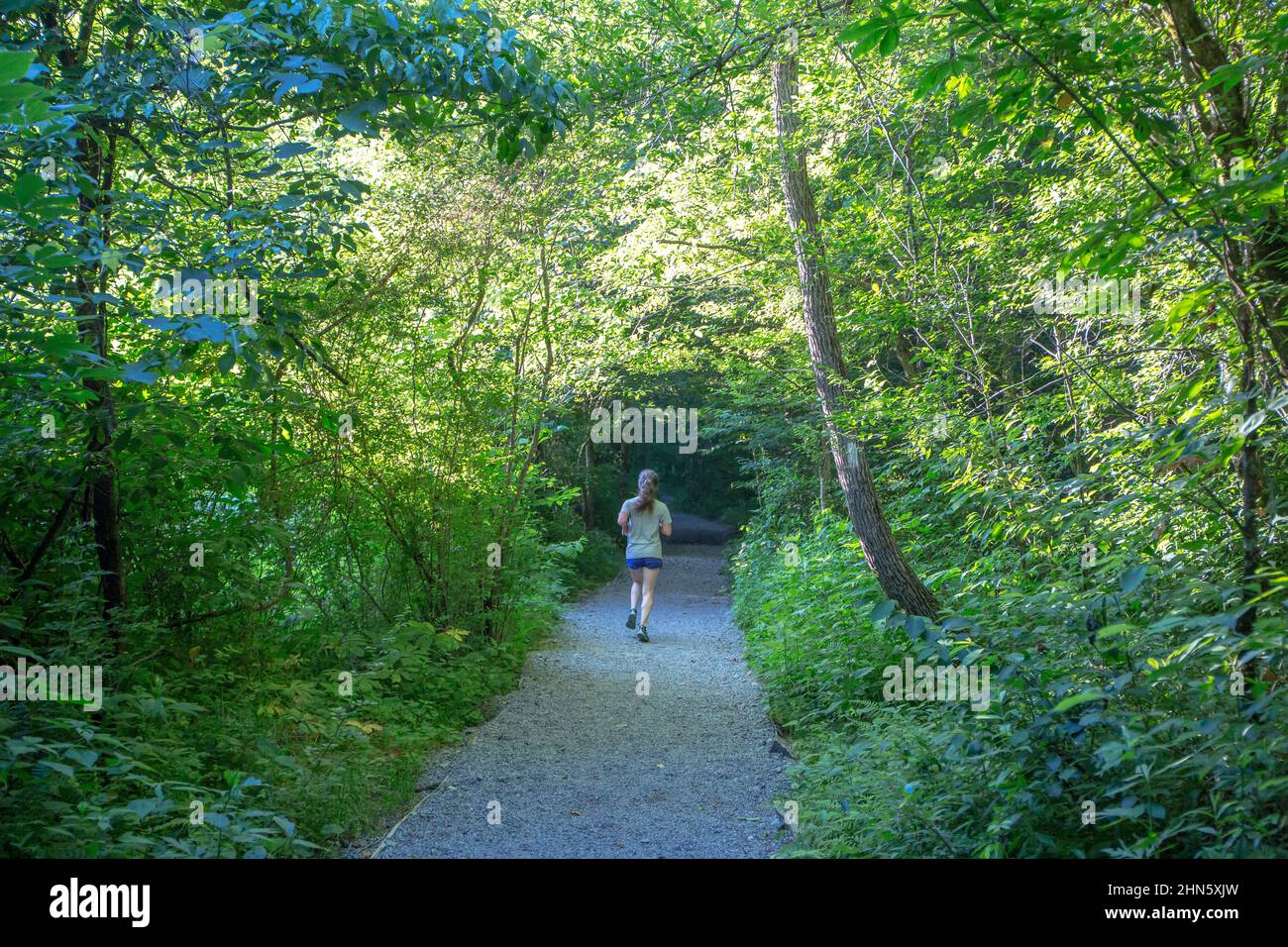 A solitary female runner navigates a nature trail in deep woods. Stock Photo