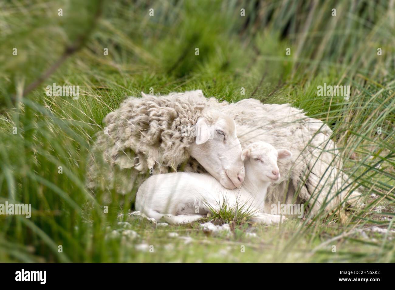 Sheep and baby lamb in the grass, symbol of mother love Stock Photo