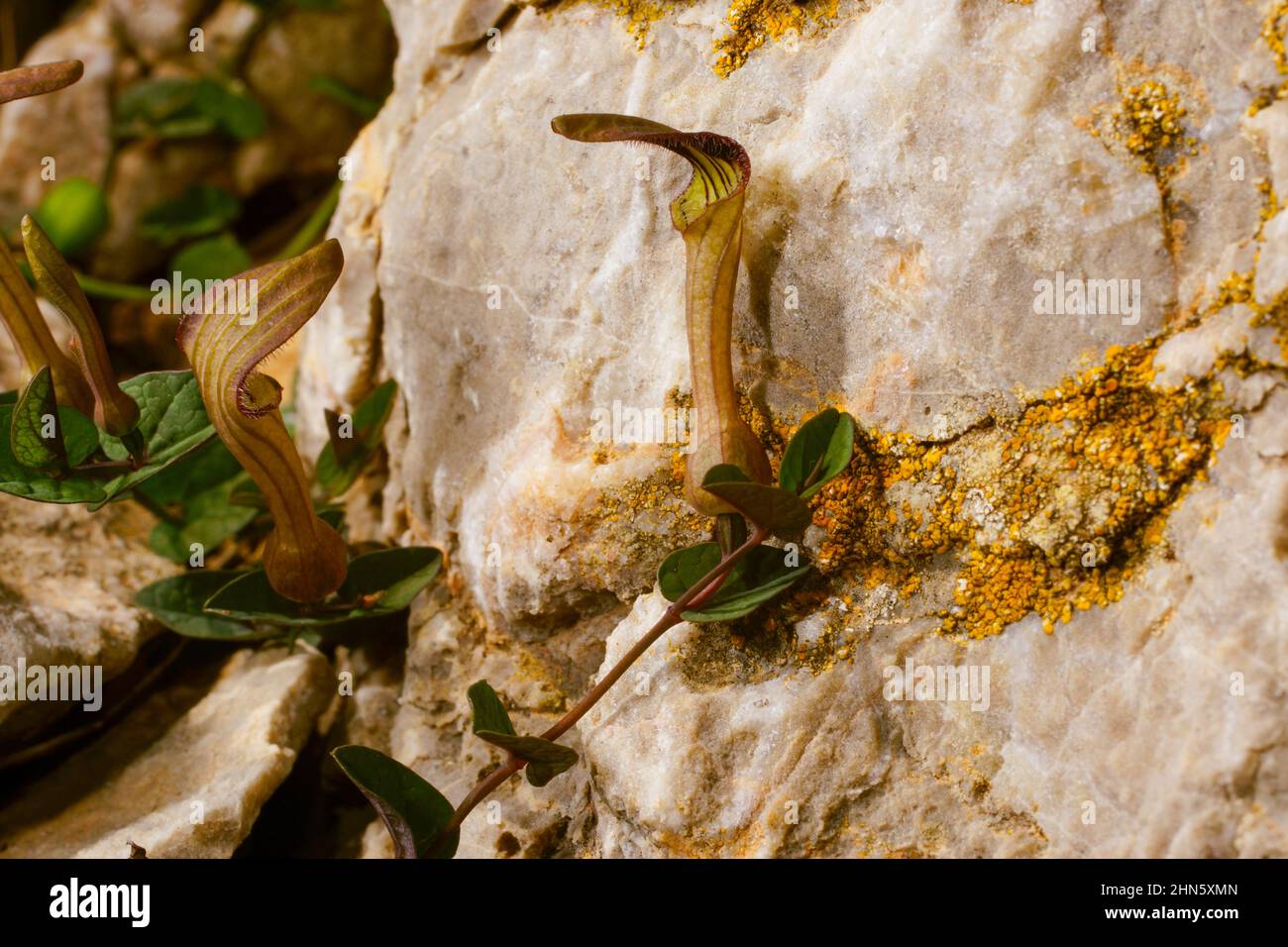 Flowers of endemic birthwort (Aristolochia bianorii), Majorca, Spain Stock Photo
