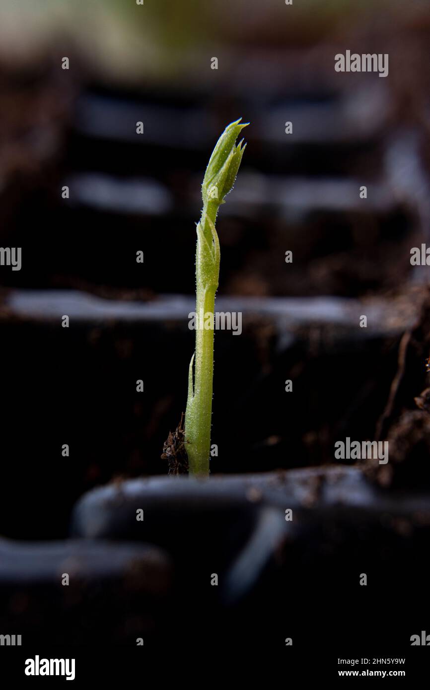 A sweet pea seedling just growing in its compost Stock Photo
