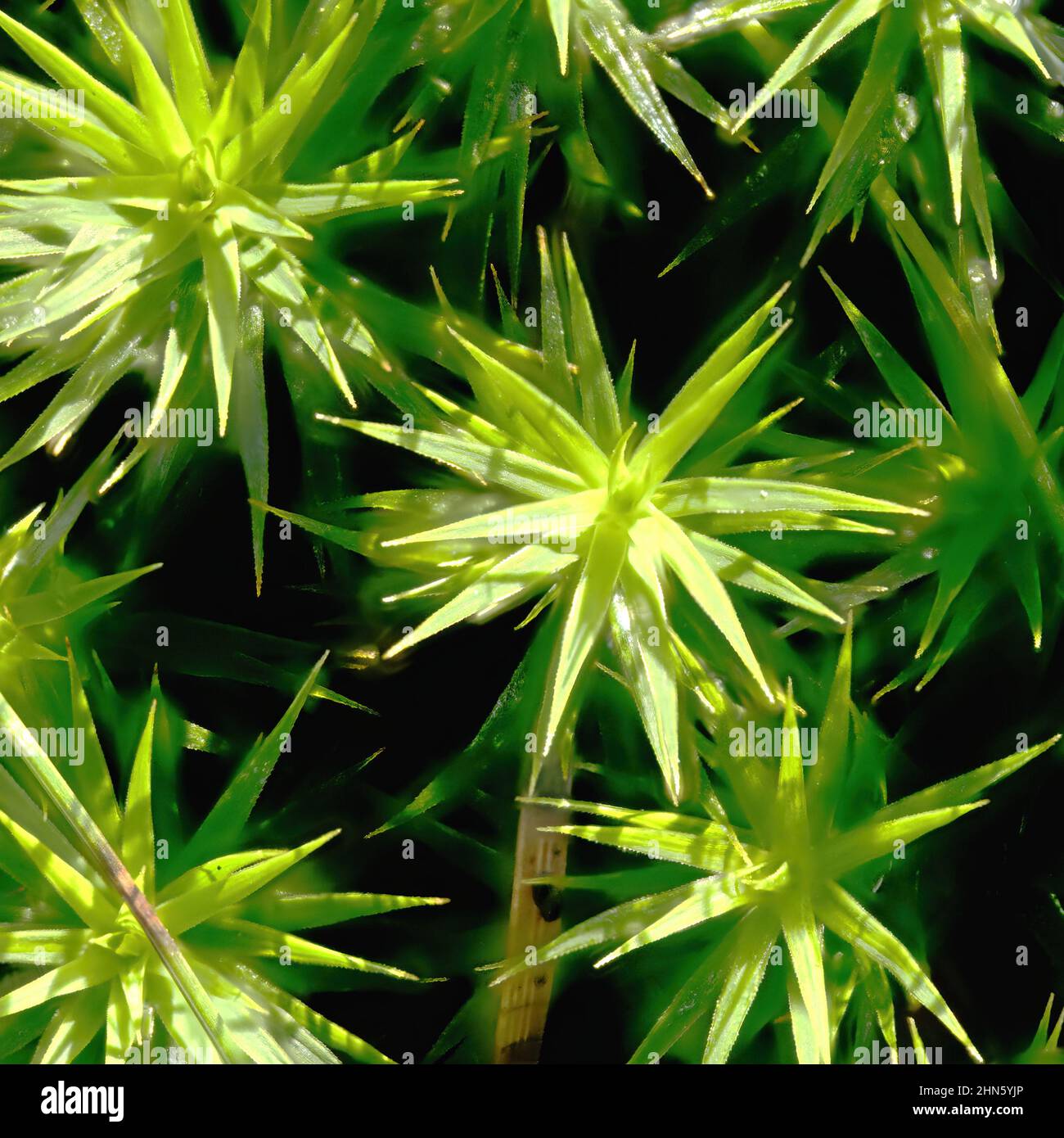 Vertical stacked close up of star moss, Sagina subulata, in forest, ultra macro Stock Photo