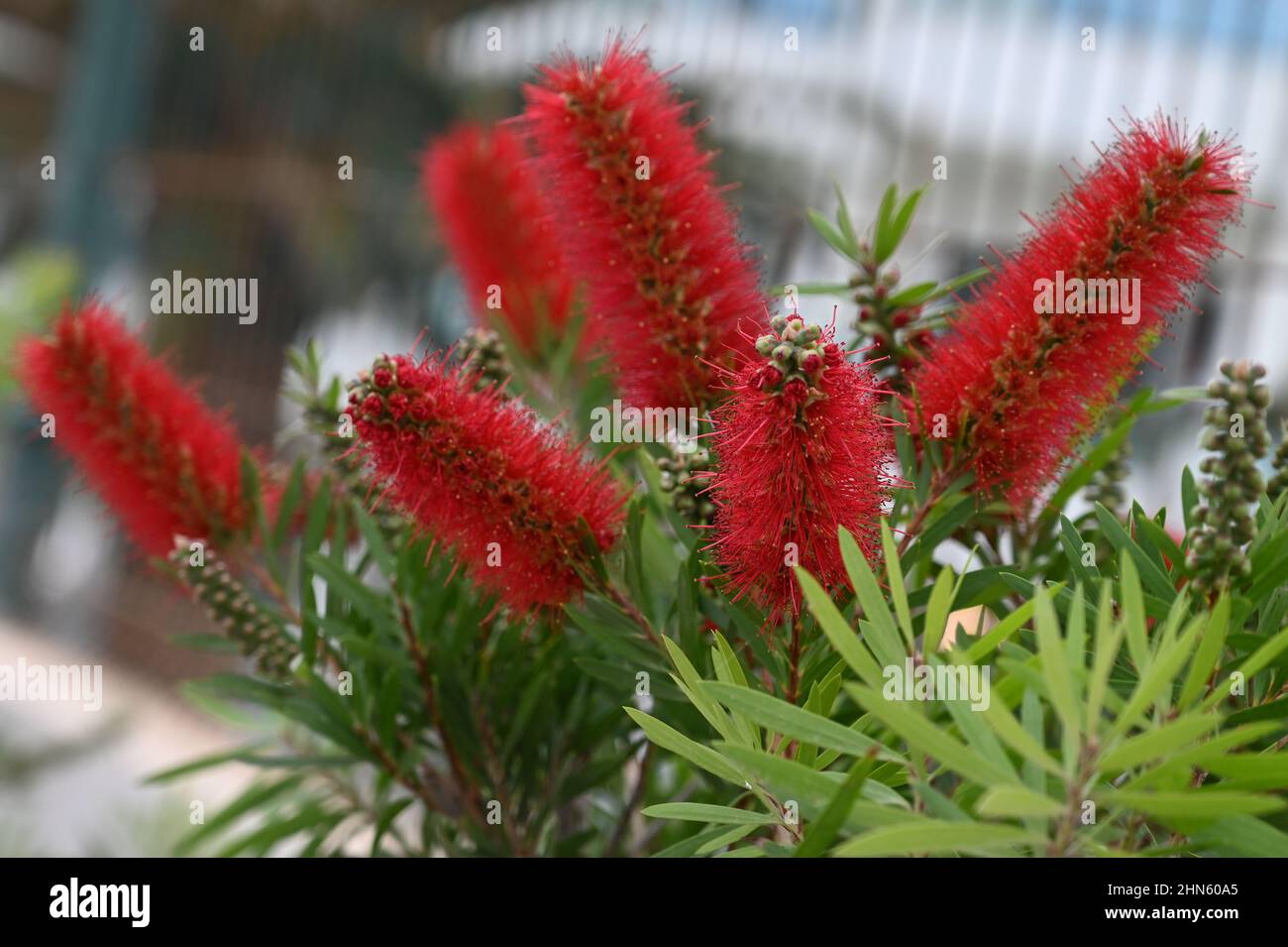 A Bottlebrush, Callistemon, from the Myrtacaea family, a deep red color, colour, taken in Costa Adeje, Tenerife, Canary Island Stock Photo