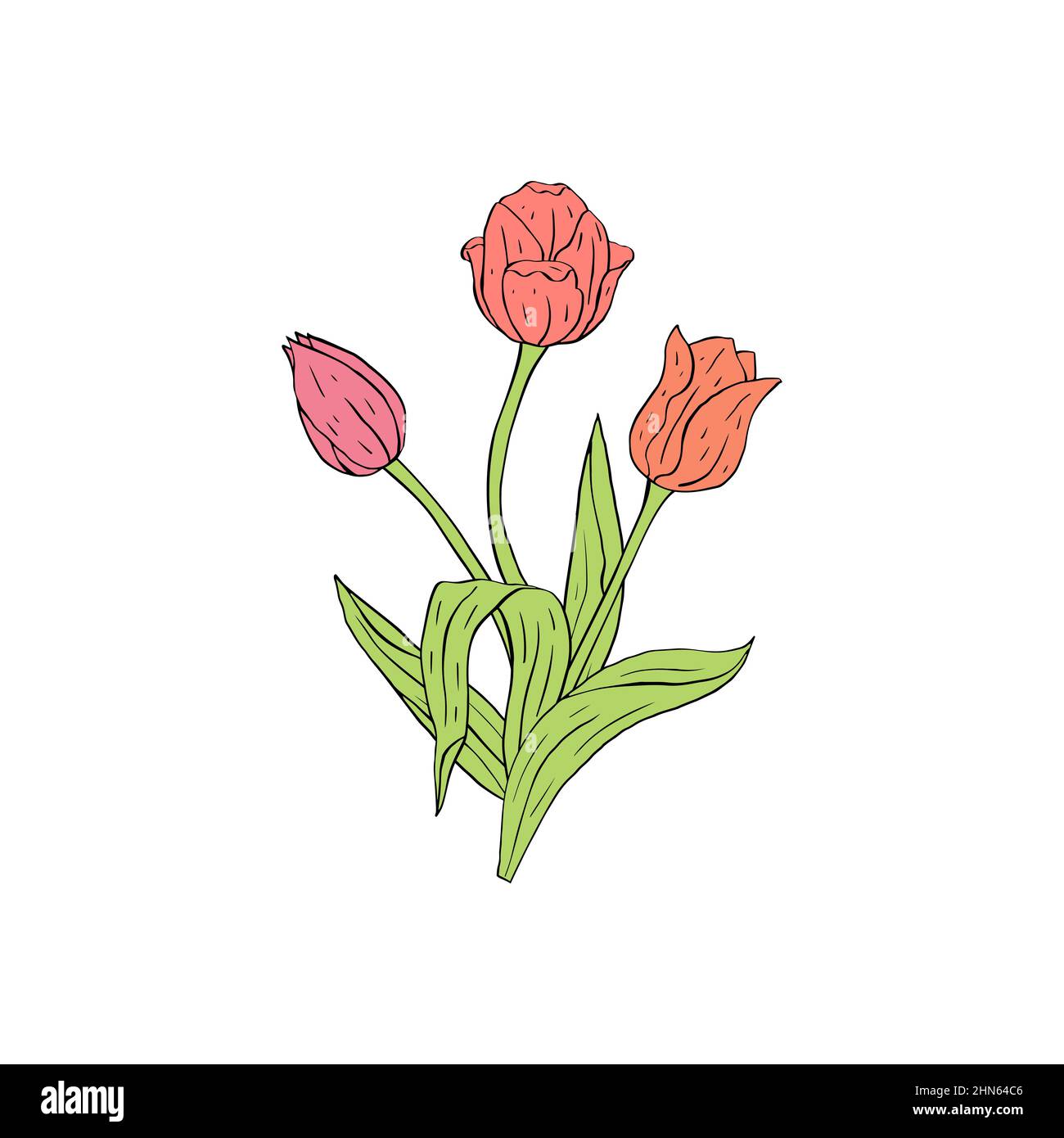 Pastel pink Line art tulips flowers bouquet isolated on white Stock ...