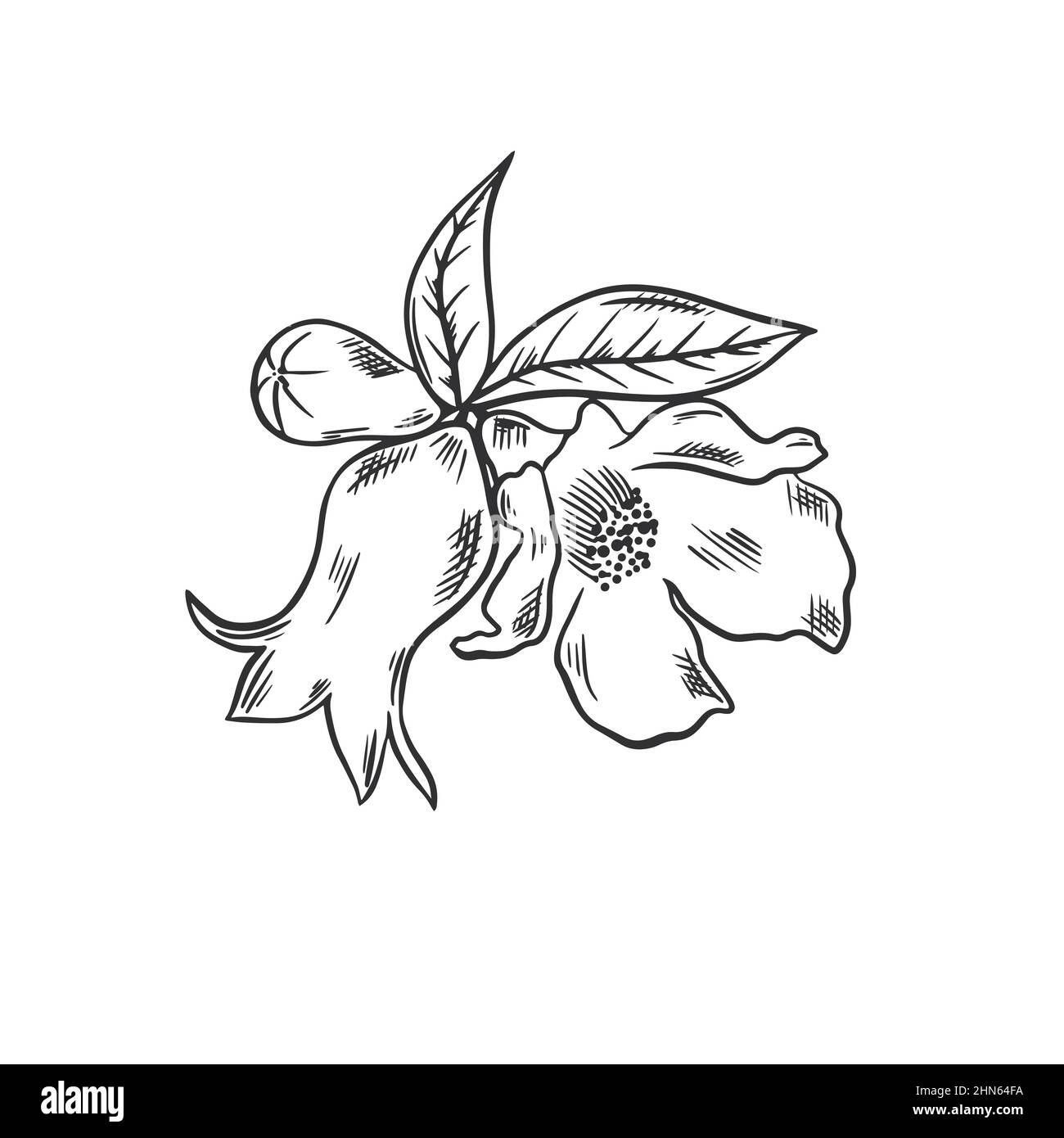 Pomegranate flower hand drawn sketch Stock Vector