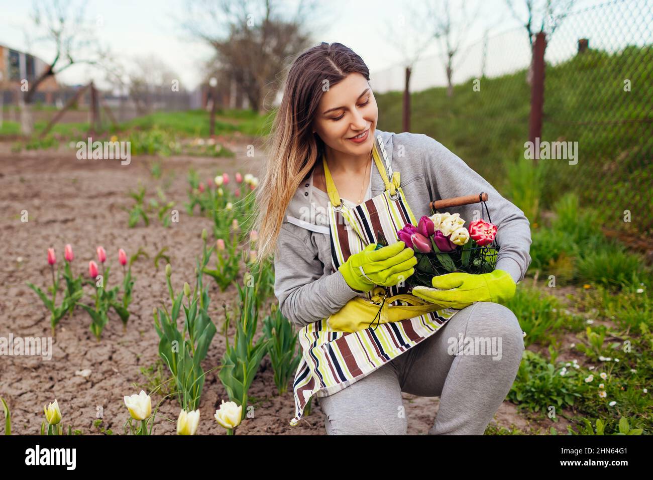 Fresh tulips gathered in metal basket in spring garden. Gardener woman holds purple, white, pink flowers and pruner wearing gloves and apron Stock Photo