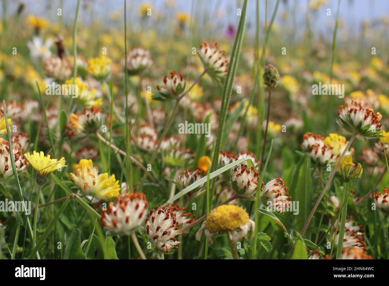Fields of cup clover (Trifolium cyathiferum) in summer (Lyme Regis, Dorset, England) Stock Photo