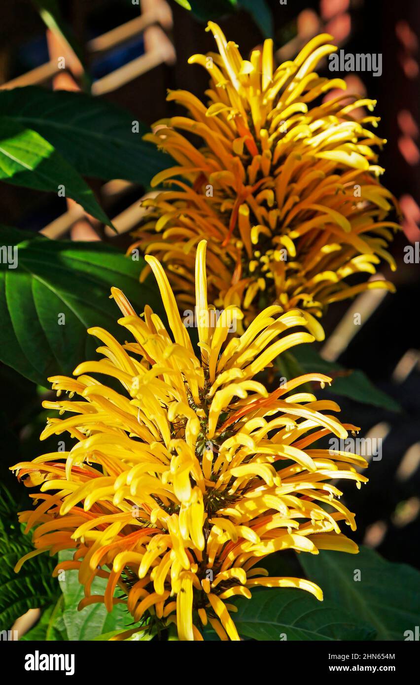 Brazilian plume flower (Justicia umbrosa or Justicia aurea) Stock Photo