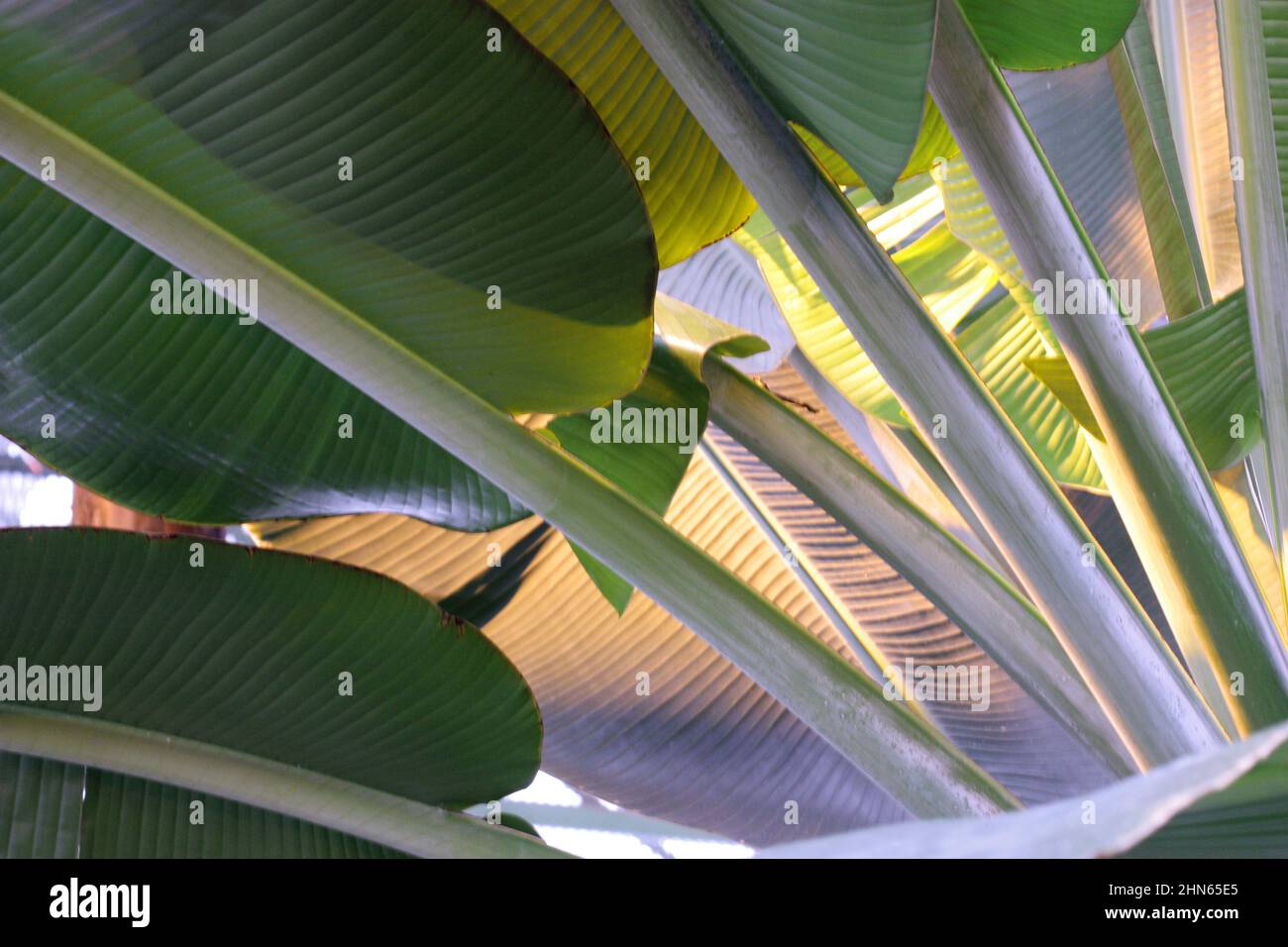 Banana leaves close up. Bright original Vegetable background horizontally. Musaceae family. Musa Velutina Stock Photo