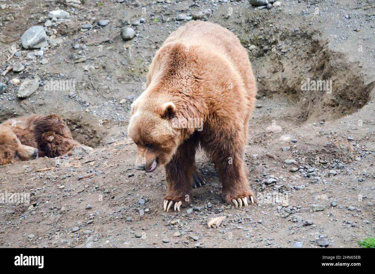 Spectacular grizzly bears resting in holes of soil dug by them in zoo ...