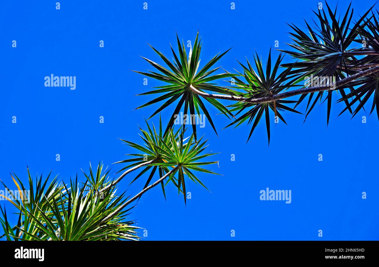 Madagascar Dragon Tree (Dracaena marginata) and blue sky Stock Photo