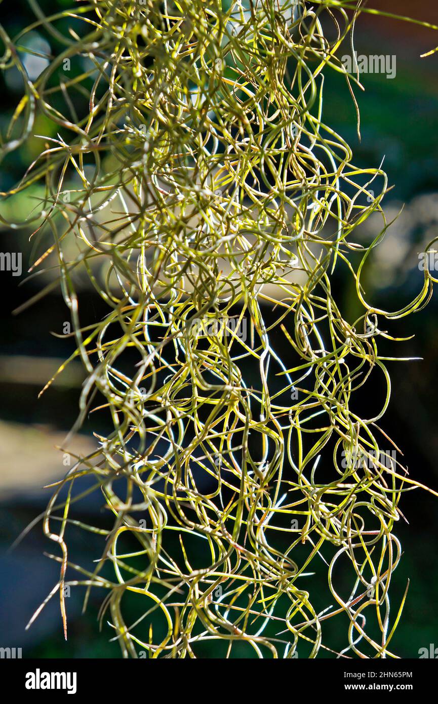 Spanish Moss curtain (Tillandsia usenoides L.) background Stock Photo Alamy