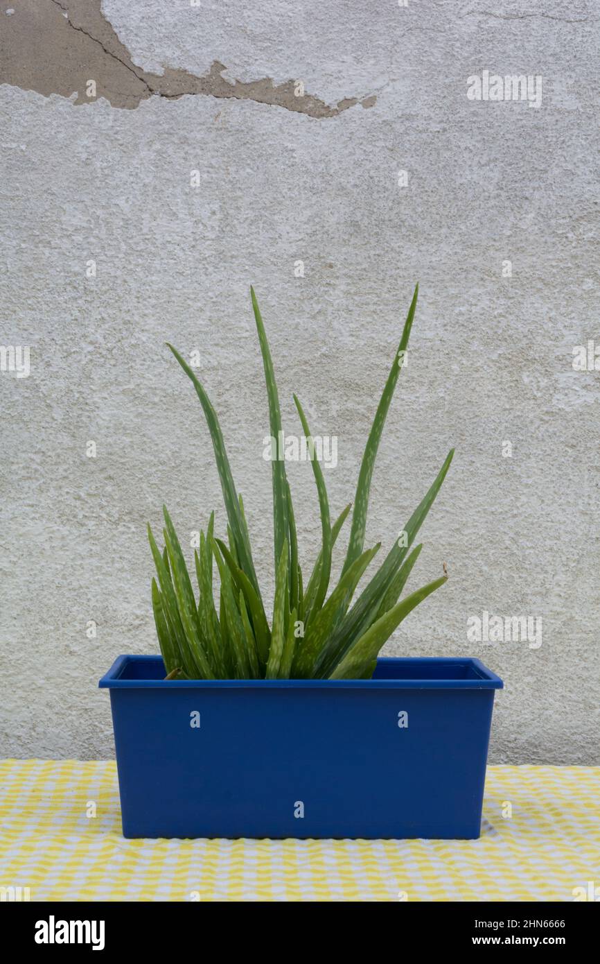 Aloe vera plant in pot hi-res stock photography and images - Page