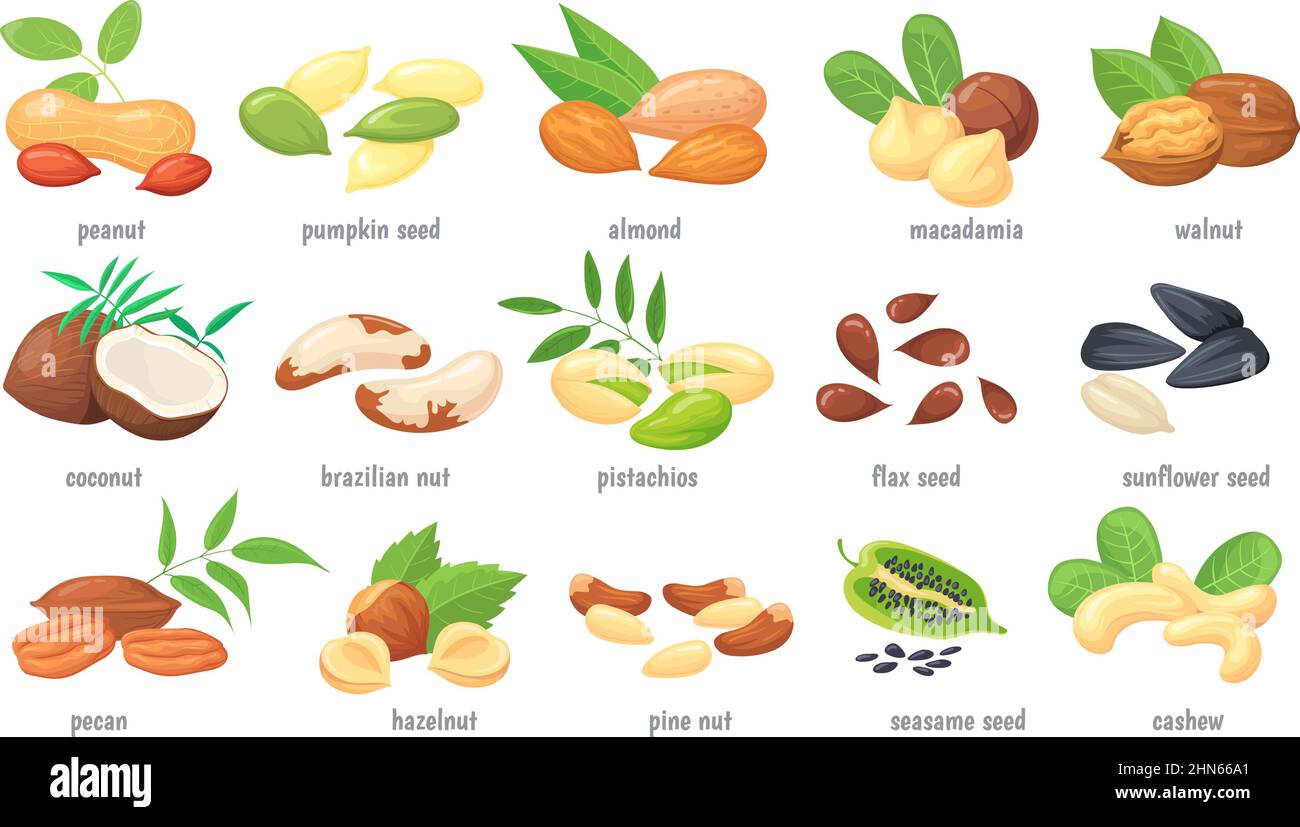 Cartoon nuts and grains. Nut with shell, nutrient seed almond chestnut