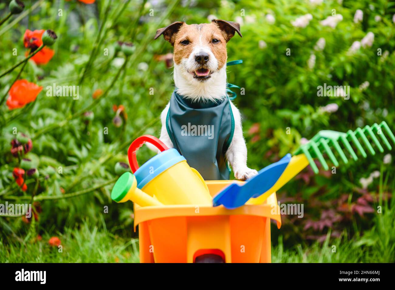 Funny gardener ready for landscaping and lawn care and maintenance work. Dog wearing green apron and leaning on wheelbarrow with garden tools Stock Photo