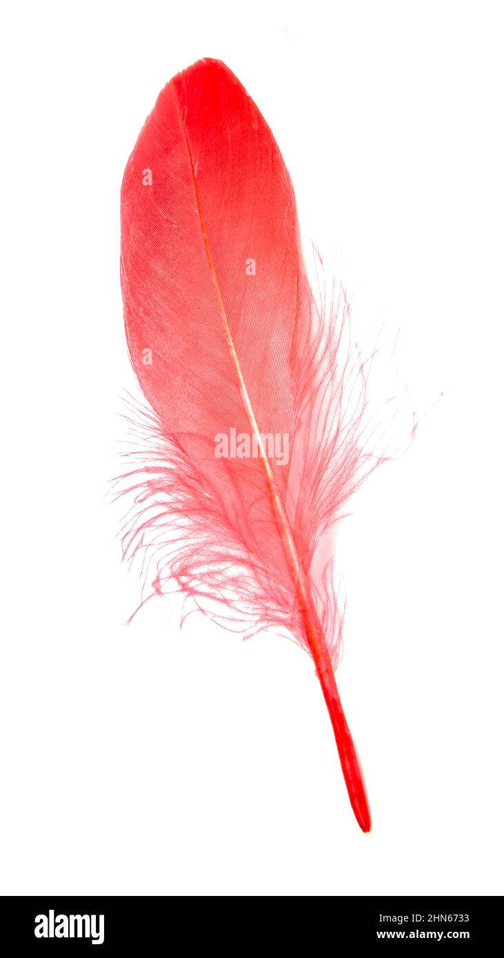 Feather boa isolated on white hi-res stock photography and images - Alamy