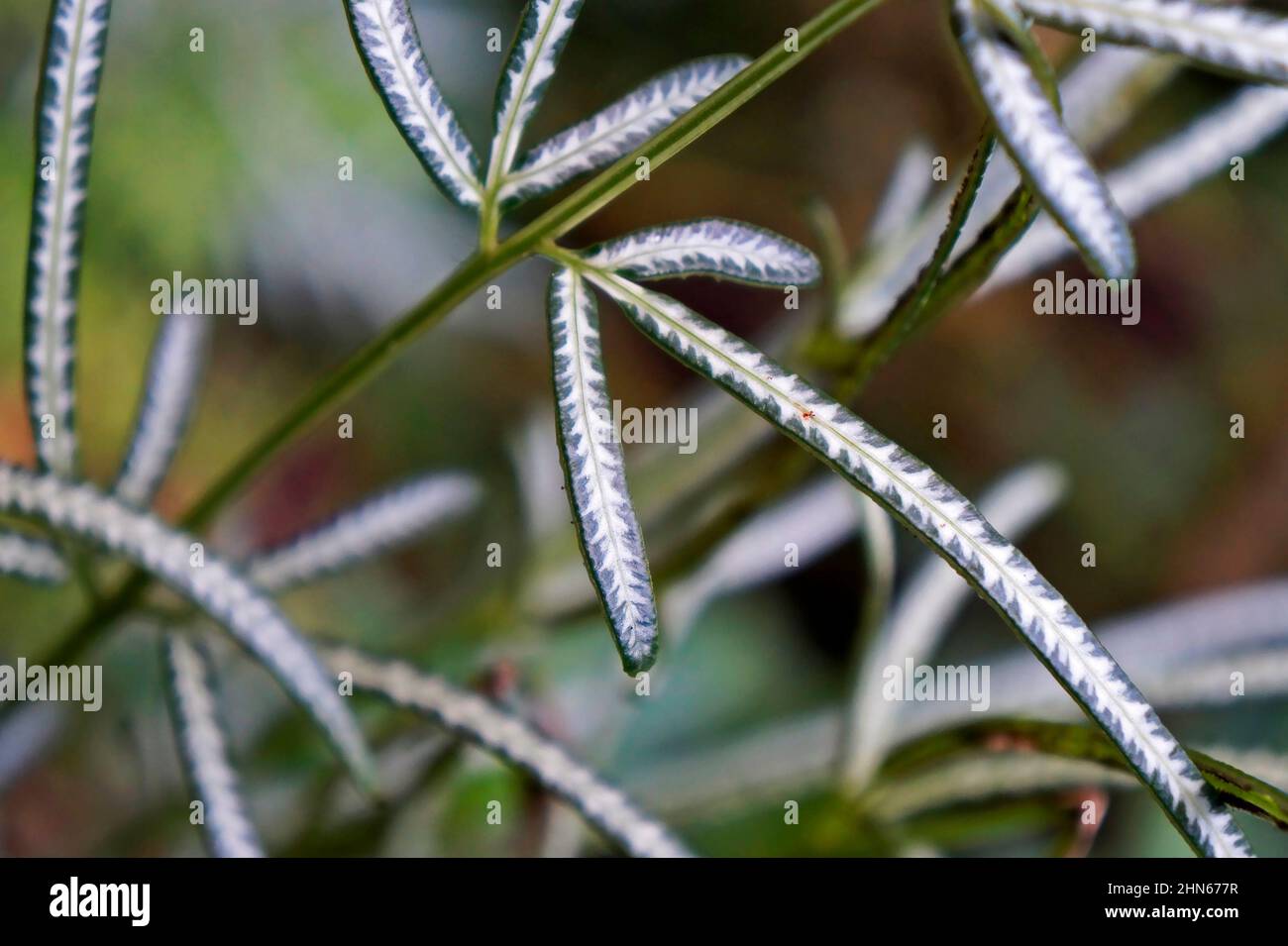 Brake fern foliage (Pteris cretica)  var. albolineata Stock Photo