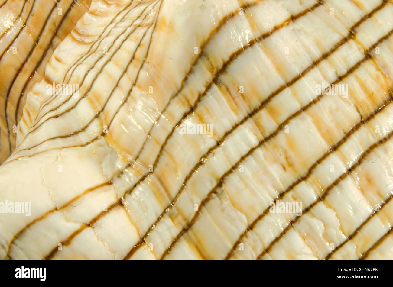 Pleoroploca trapezium shell (Linnaeus, 1758) common name : the trapezium horse conch or striped fox conch. Family: Fasciolariidae, class:Gastropoda. Stock Photo