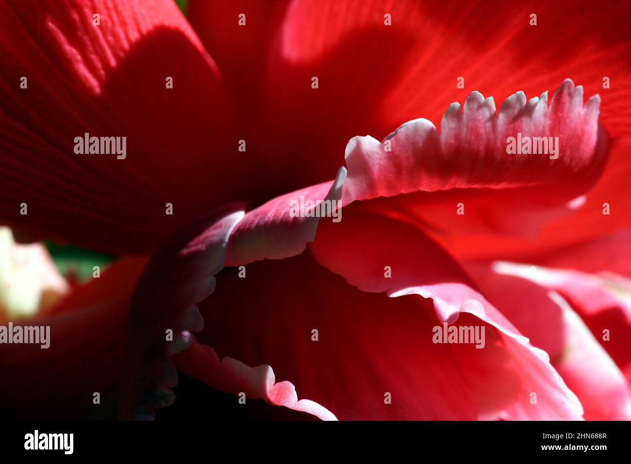 Close Up of Red Flower Petals with Furled White Tips Stock Photo