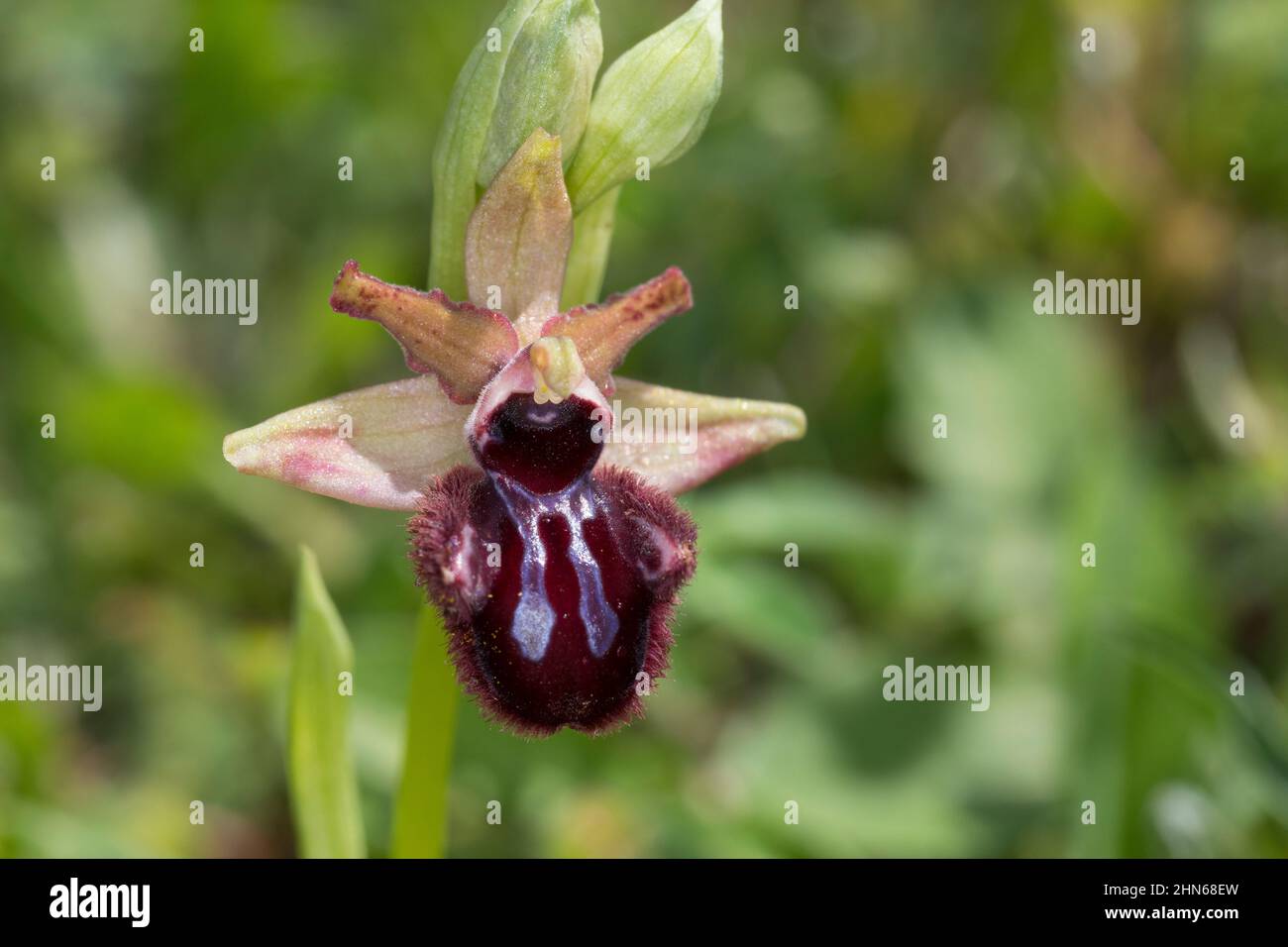 Ophrys aranifera hi-res stock photography and images - Alamy