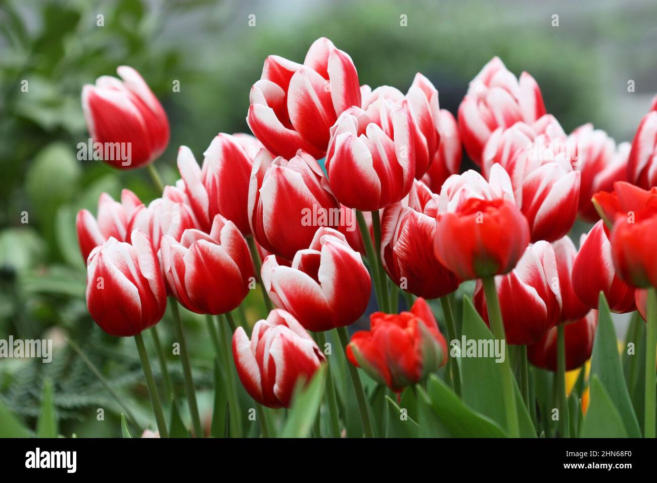 Tulips red with white a grade 'Furand'. Tulipa. Liliaceae Family. Stock Photo