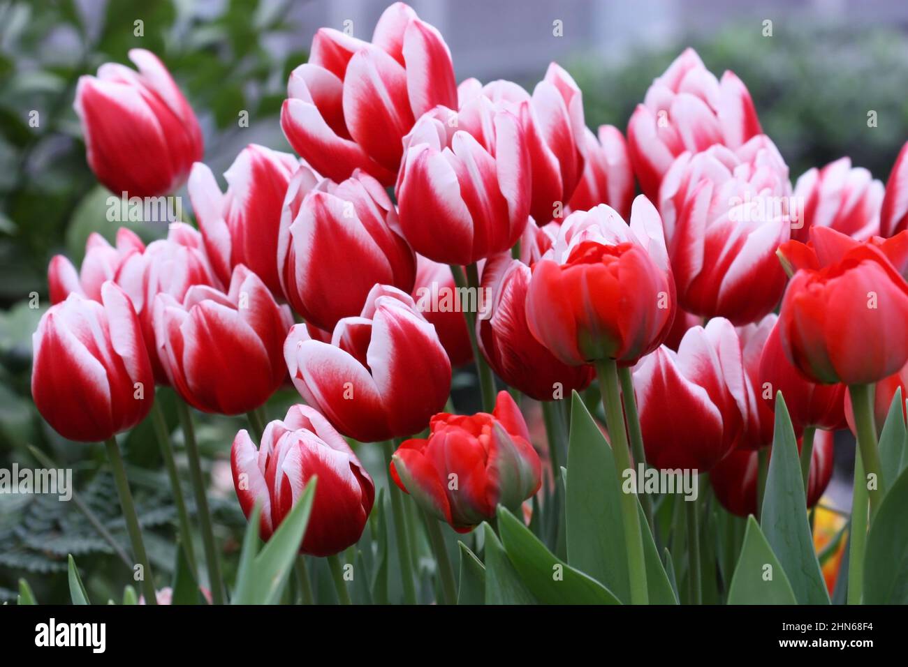 Tulips red with white a grade 'Furand'. Tulipa. Liliaceae Family. Stock Photo