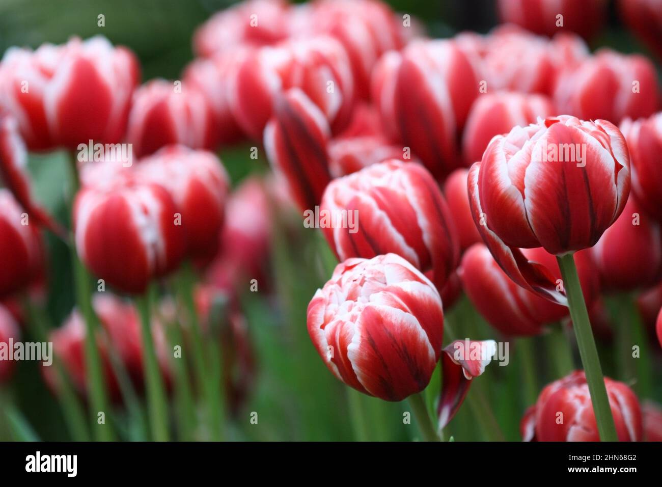 Tulips red with white a grade 'Furand'. Tulipa. Liliaceae Family. Stock Photo