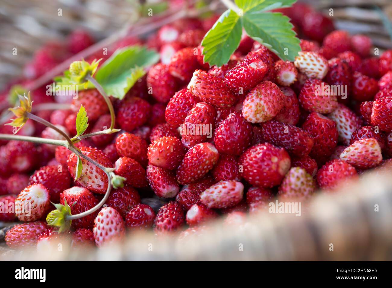 Erdbeeren korb hi-res stock photography and images - Alamy