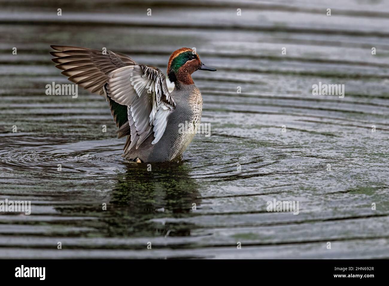 A male Eurasian Teal (Anas crecca)  spreads its wings creating ripples on a pond Stock Photo