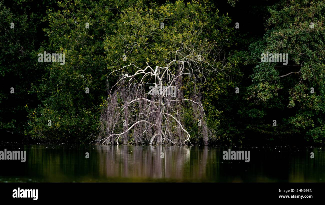 A skeletal weeping willow throws a shimmering reflection onto a  dark pool of water. Stock Photo