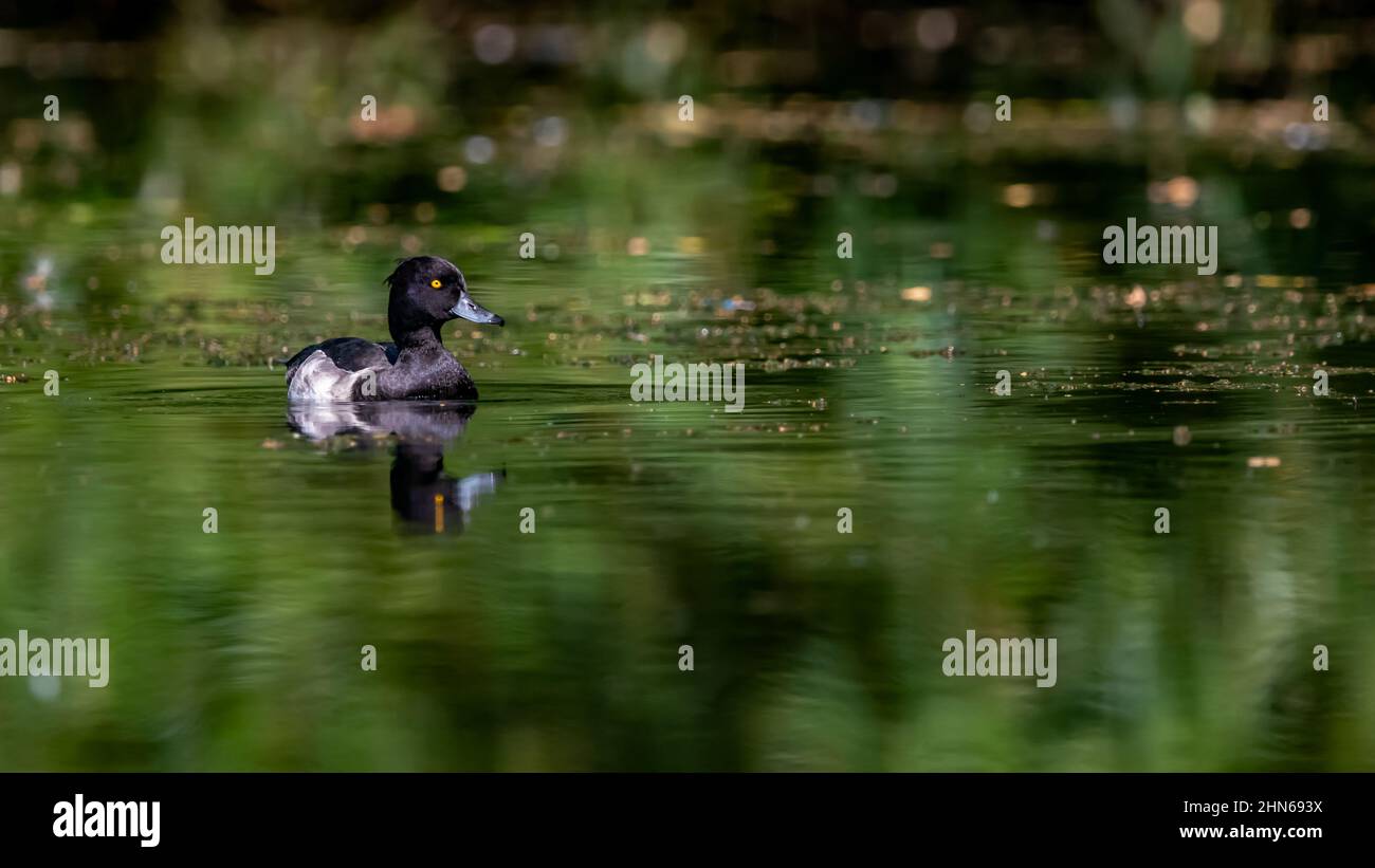A Tufted Duck (Aythya fuligula) Drake reflected in a bright green pond Stock Photo