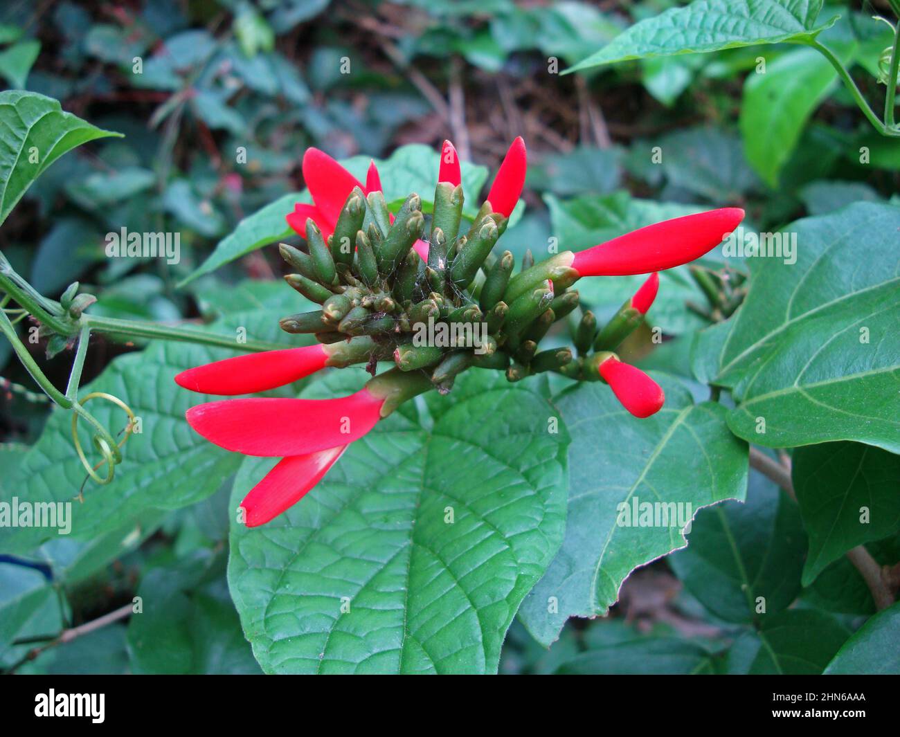 Climbing plant with red flowers (Dahlstedtia pentaphylla) Stock Photo