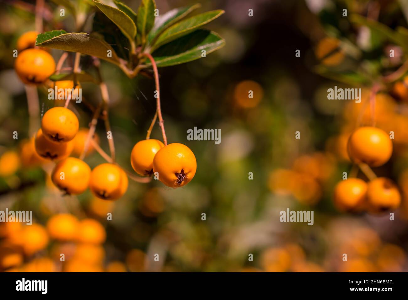 photo of yellow autumn berries Stock Photo