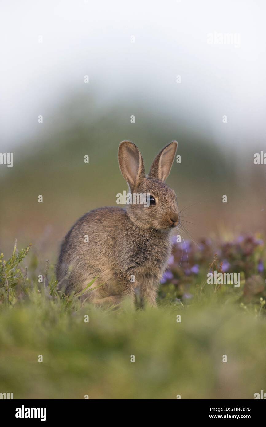Common Rabbit England European Rabbit (Oryctolagus cuniculus) young standing on grassland ...