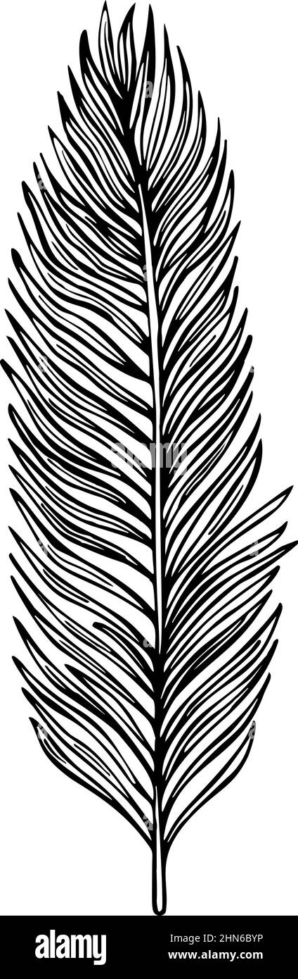 Palm leaf sketch isolated. Retro element tropical plants in hand drawn  style. Engraved design for poster, print, book illustration, logo, icon,  tattoo Stock Vector Image & Art - Alamy
