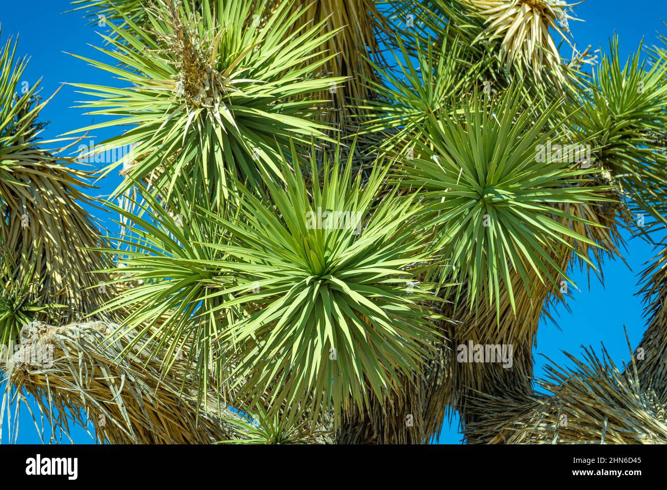 Green sharp spike needles on a Joshua Tree Stock Photo